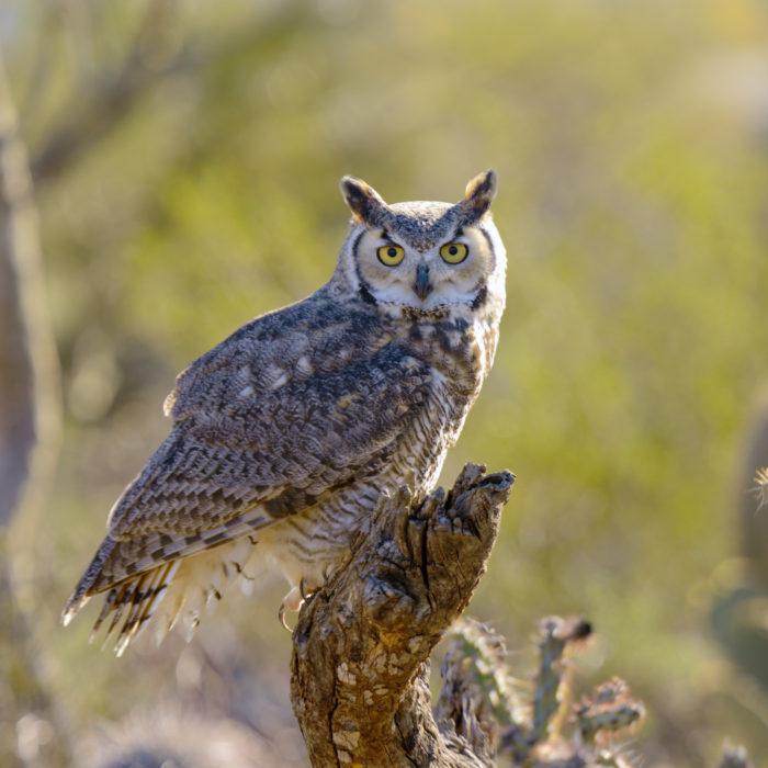 A Field Guide To Common Owl Species Countryside A Field Guide To Common Owl Species Countryside